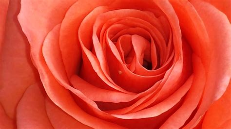 Fotos Gratis Flor Pétalo Florecer Amor Rosa Rojo Romántico