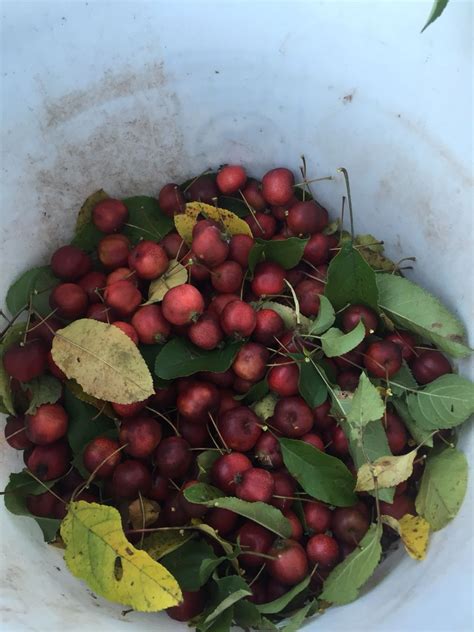 Get the recipe from this post at. Crab apple tree | Crabapple tree, Crab apple, Apple tree