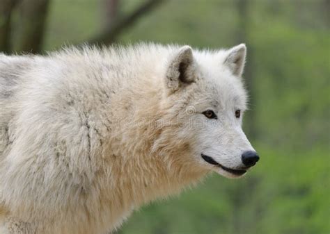 White Arctic Wolf Close Up Portrait Stock Photo Image Of Trees