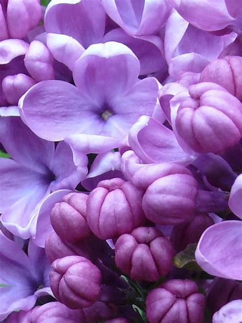 Lilacone Of My Favorite Flowers Purple Love All Things Purple