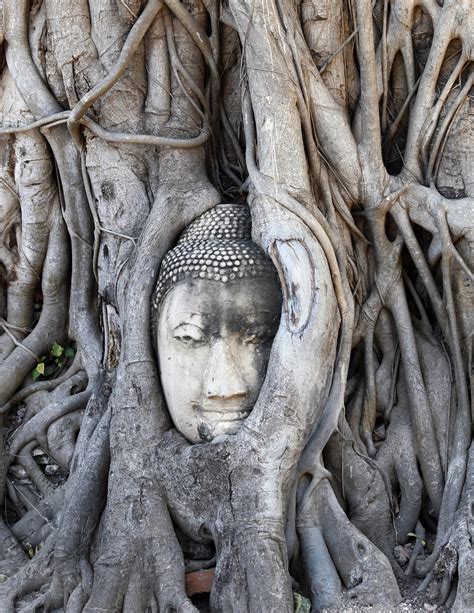 Incredible Sight Of A Buddha Head In A Banyan Tree In The Ruins Of