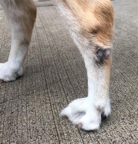 Developing Black Rough Patch Of Skin On Heel Puppy Forum And Dog Forums