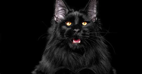 10 Black Cat Breeds Youll Fall In Love With Catvills