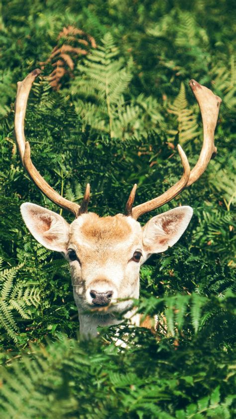 Brown And White Deer Surrounded By Green Plants Wallpaper For You Hd