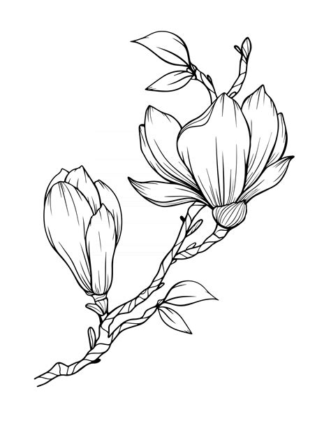 Magnolia Flower Outline Magnolia LIne Art Line Drawing Vector Art At Vecteezy