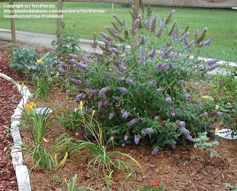 Plantfiles Pictures Buddleja Butterfly Bush Summer Lilac Ellens