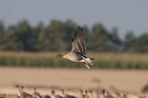 Pink Footed Geese The Wildlife Trusts