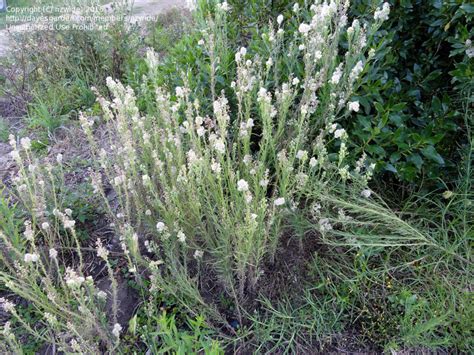 Plant Identification Closed A Tall Weed With White Fluffy Flowers 3