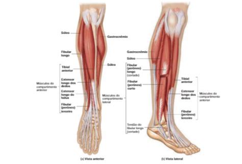 Musculos Do Compartimento Anterior E Lateral Da Perna Portal Do