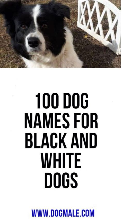 List Of Famous Black And White Dogs Names References Laroves