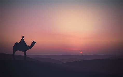 Animal Camel Desert Horizon Silhouette Hd Wallpaper Wallpaperbetter