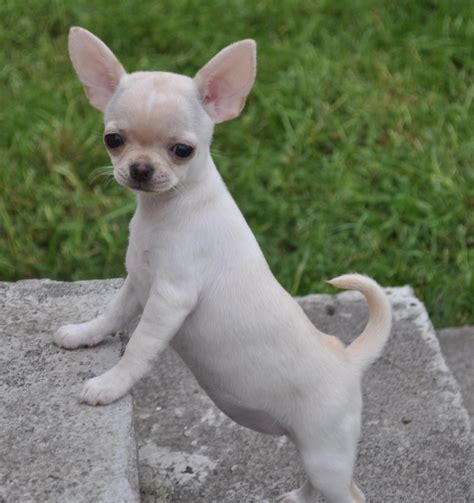 Chihuahua Fluffy Tail Pets Lovers