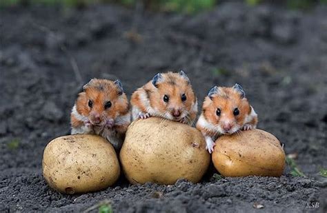 Three Hamster Each With Their Own Potato Baby Animals Pictures Baby