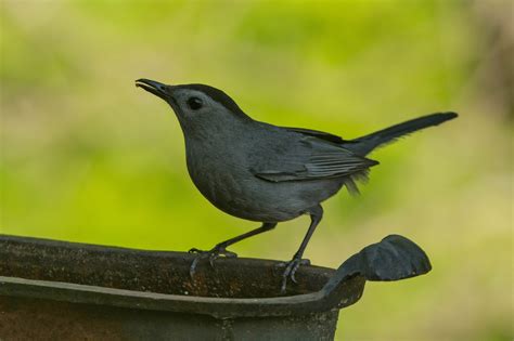 Sib “bird Of The Week” Gray Catbird Sib