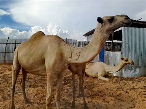 Although your baby's tummy is small, his first feeds may take up to 40 minutes or longer your baby will take increasing amounts of milk as the days go by. What do aluminium production, food transportation ...