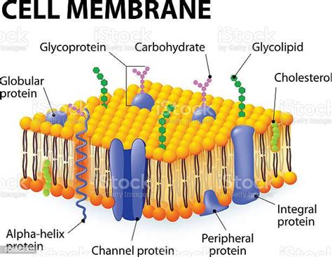 Cell Membrane Stock Illustration Download Image Now Phospholipid