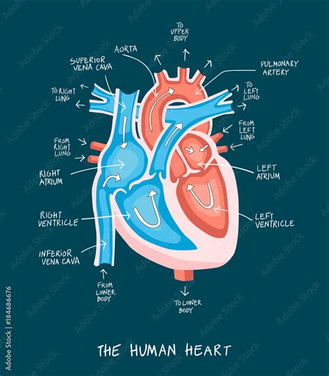 Detailed Labeled Heart Diagram