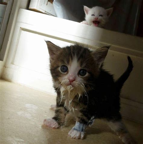 People Have Been Sharing Photos Of How Messy Their Cats Can Be When