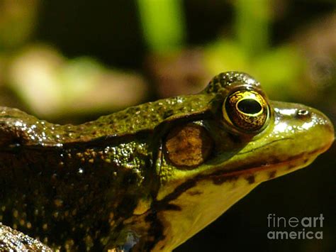 Froggy Photograph By Steven Woodard Fine Art America