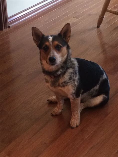 They're strong, eager, and loyal dogs, with compact bodies that. Corgis and Cowboys on Pinterest