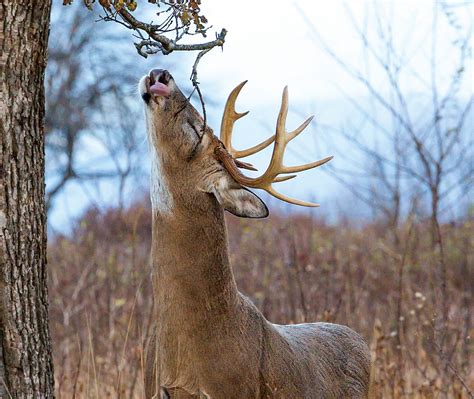 All About Antlers Virginia Dwr