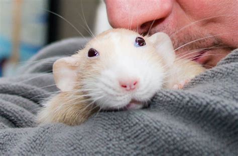 Norway rats often prefer foods high in protein such as meat scraps or pet food. The Adorable Adventures Of Marty Mouse | Bored Panda