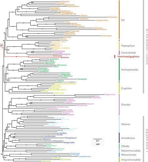 Unrooted Phylogeny Of Eukaryotes 104 Taxa Dataset Phylogeny Inferred