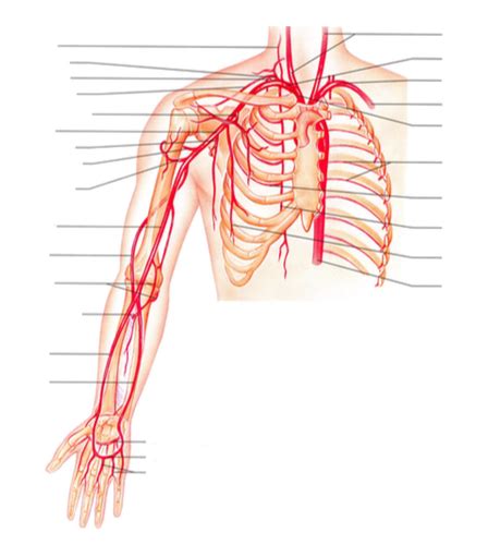 Arteries Of The Thoracic Cavity Diagram Quizlet