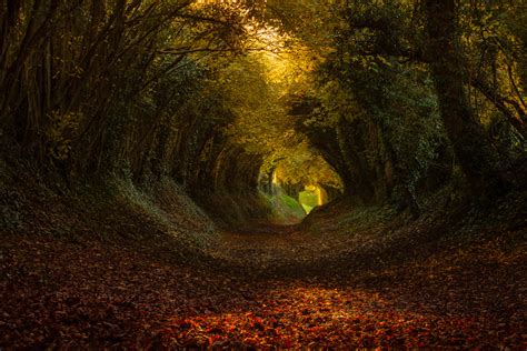 Tunnel Of Trees In Halnaker England Photo By Finn Hopson