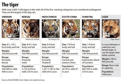 Species Of Tiger Types Of Tigers Tiger Species Big Cats