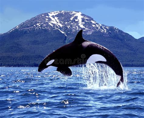 Killer Whale Orcinus Orca Adult Leaping Canada Stock Photo Image