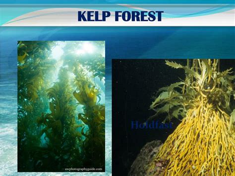 Ppt Kelp Forest Powerpoint Presentation Free Download Id2723061