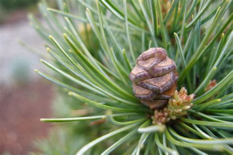 Plant database entry for japanese white pine (pinus parviflora 'miyajima') with 10 data details. Cone and Flower Photo Gallery 2012
