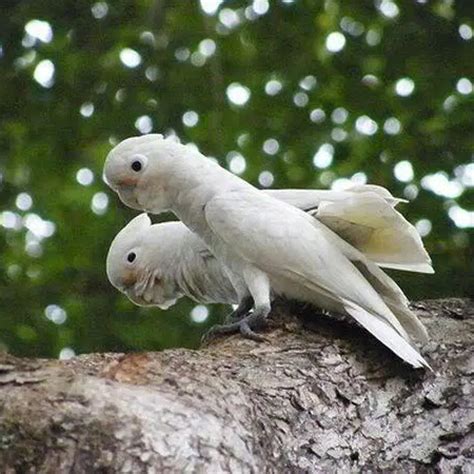 If you like this photo visit my goffin baby growing up set. Goffin's Cockatoo - Parrot Profile by Parrot Essentials