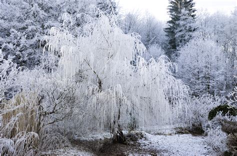 Free Images Landscape Tree Nature Branch Snow Cold White Frost