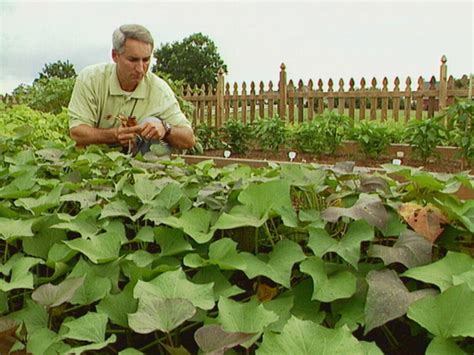 How To Plant And Grow Peas Diy