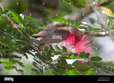 Dusky Honeyeater Feeding On Nectar Of Bottlebrush Flower In Queensland