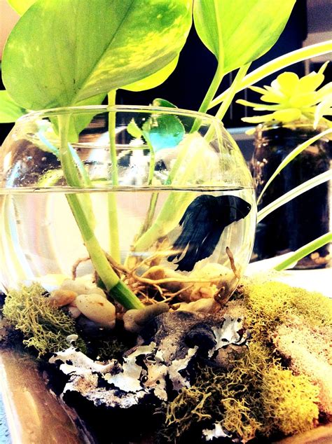 Basic betta care housing poor choices bettas can survive in almost any size due to the ability to breathe air. Water garden with beta fish. | Betta, Mason jar herbs, Fish