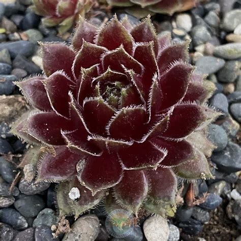 Sempervivum Plant Care And Collection Of Varieties