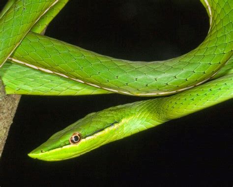 Culebra Verde Fauna Dominicana