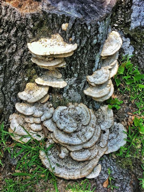 Fungus On The Old Oak Tree Stump Cascading Like A Waterfall Landscape