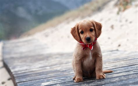Animals Dog Puppies Wooden Surface Wallpapers Hd Desktop And