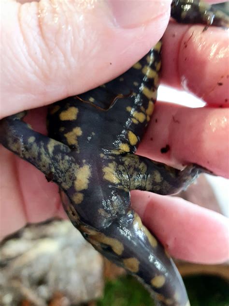Tiger Salamander Sexing Help Newts And Salamanders Portal