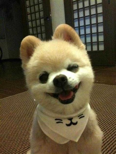 30 Cute Smiling Dogs Cute Overload Babamail