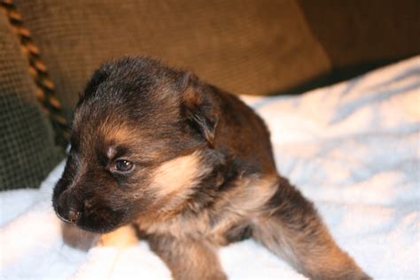 Is moxie going to be undersized? Von Onyxberg German Shepherds: 3 week old puppy pictures!!!