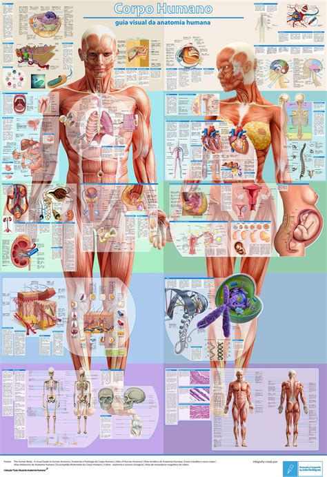 Mapa De Fisiologia Cosas De Enfermeria Anatomia Y Fisiologia Humana