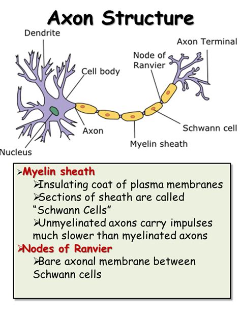 Axons in some systems can send branches (collaterals) to different target structures. Nervous System - Presentation Biology - SliderBase