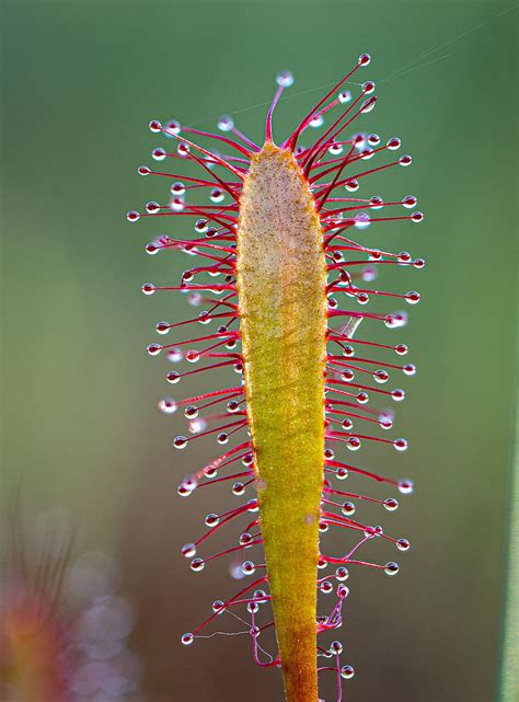 Sundew Macro Carnivorous Sticky Droplets Plant Nature Close Up