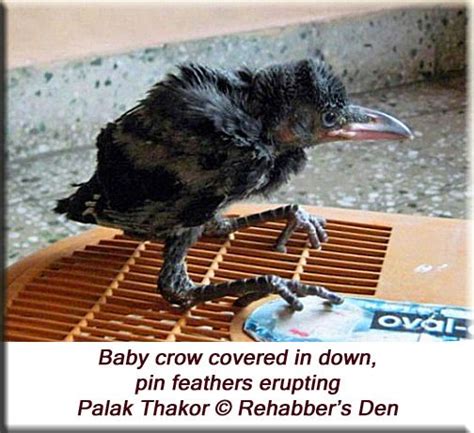 Pin By Aprilst Stol On Crows Baby Crows Crow Interesting Animals