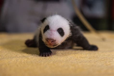Baby Panda Noe Ubicaciondepersonascdmxgobmx